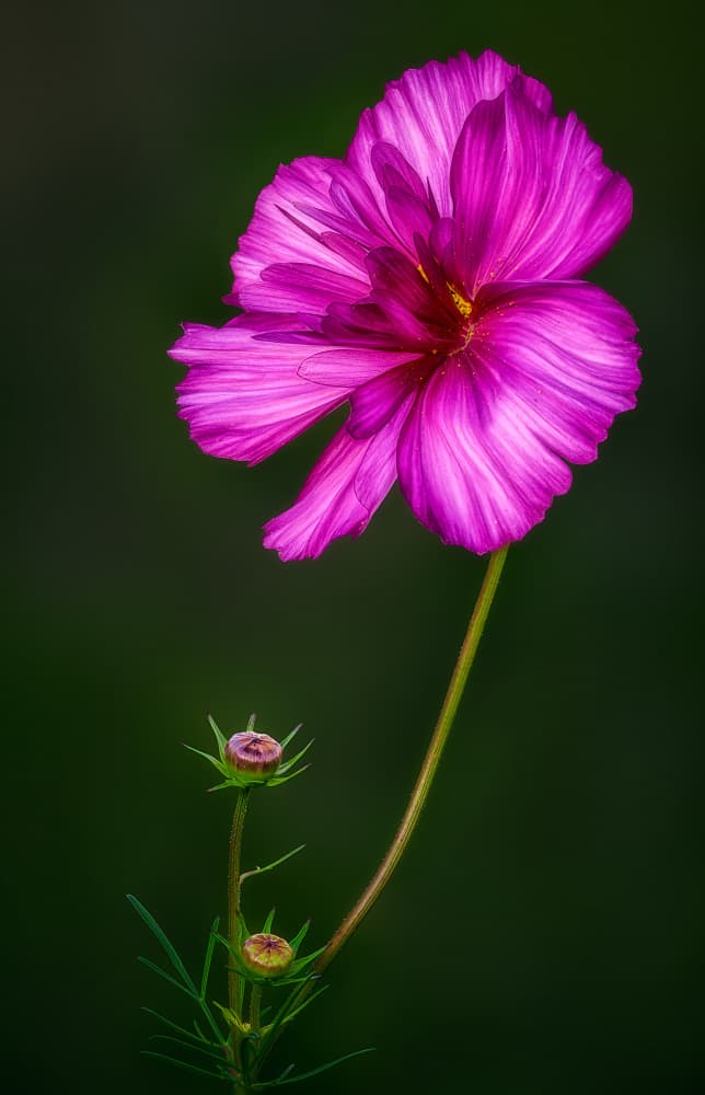 Vibrant Pink Cosmos by Ben.C.L — canvas wall art