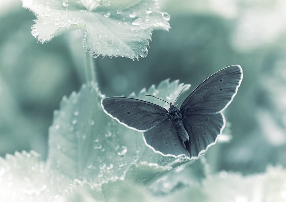 Teal Butterfly Dewdrops by Stuart Williams — canvas wall art