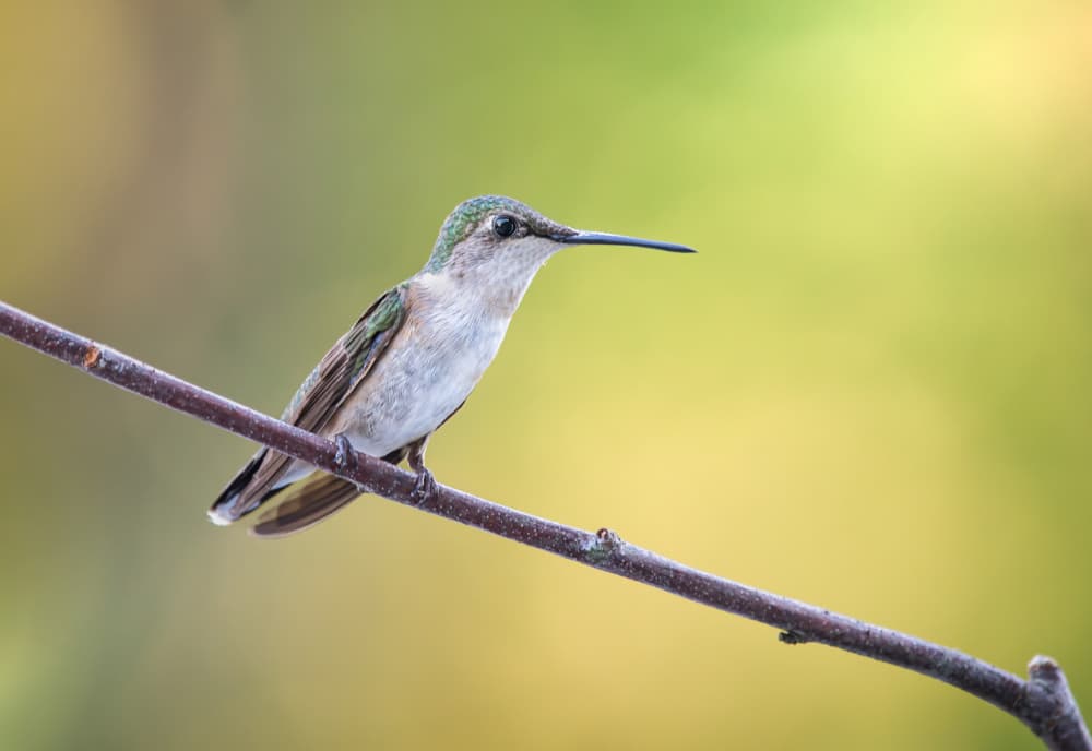 Peaceful Green Hummingbird by Atul Saluja — canvas wall art