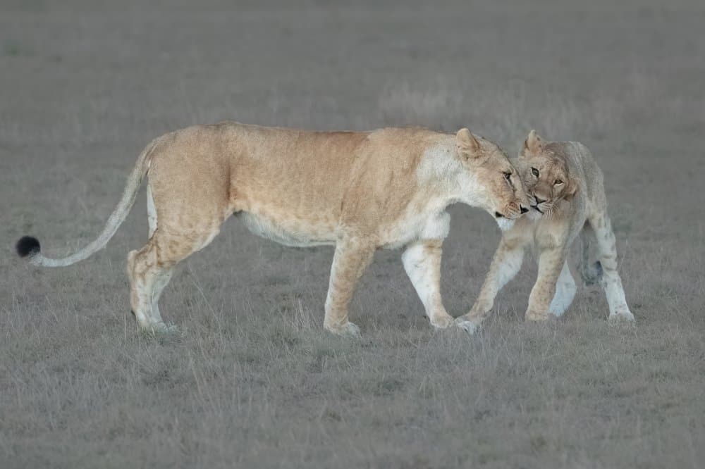Wild Lion Affection by Sheila Xu — canvas wall art
