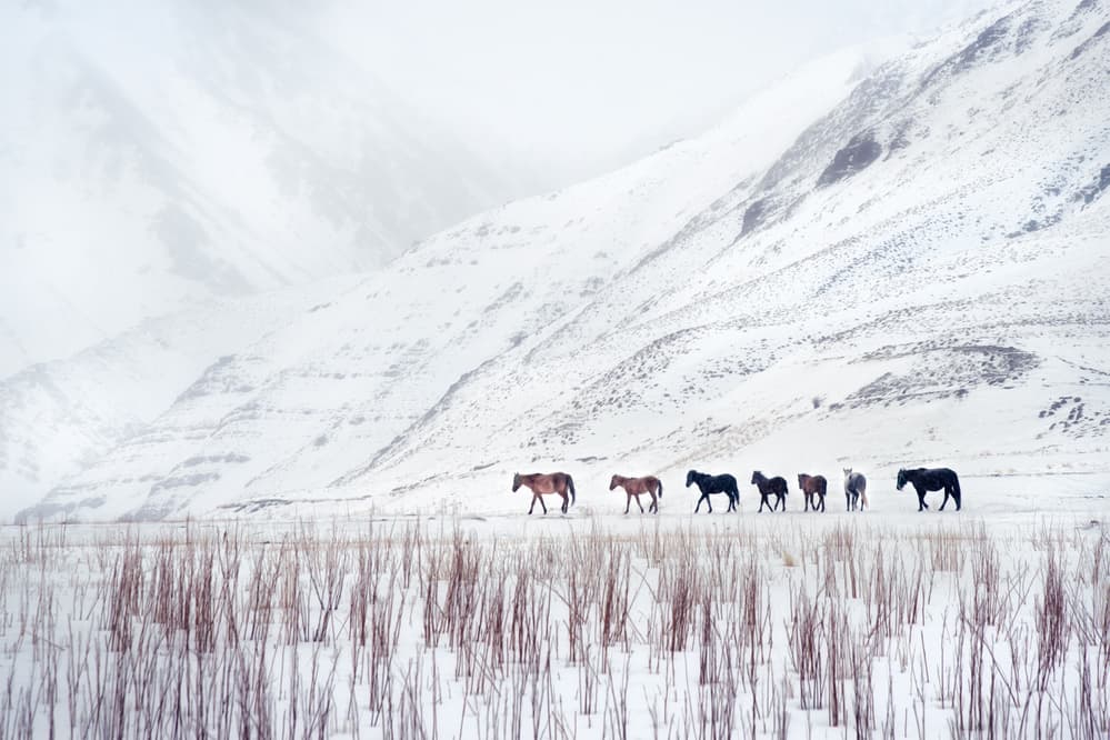 Snowy Mountain Horses by Hosein Babaei — canvas wall art