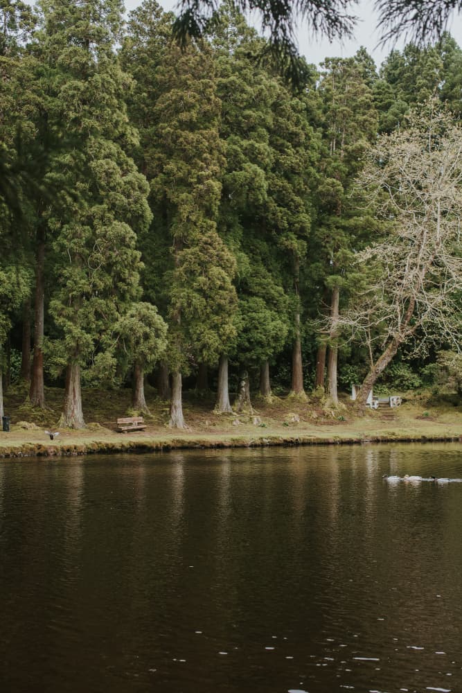 Serene Forest Lake by Claudia Casal — canvas wall art