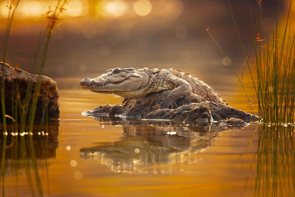 Golden Hour Crocodile by Milan Zygmunt — canvas wall art