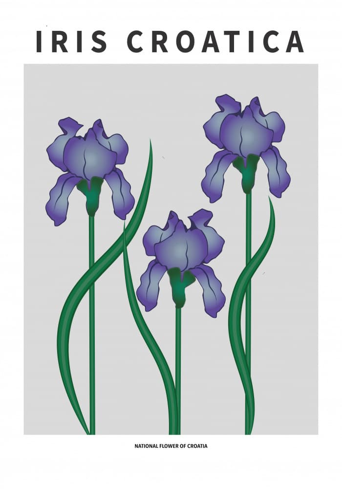 Purple Iris Croatica by Paperago — canvas wall art