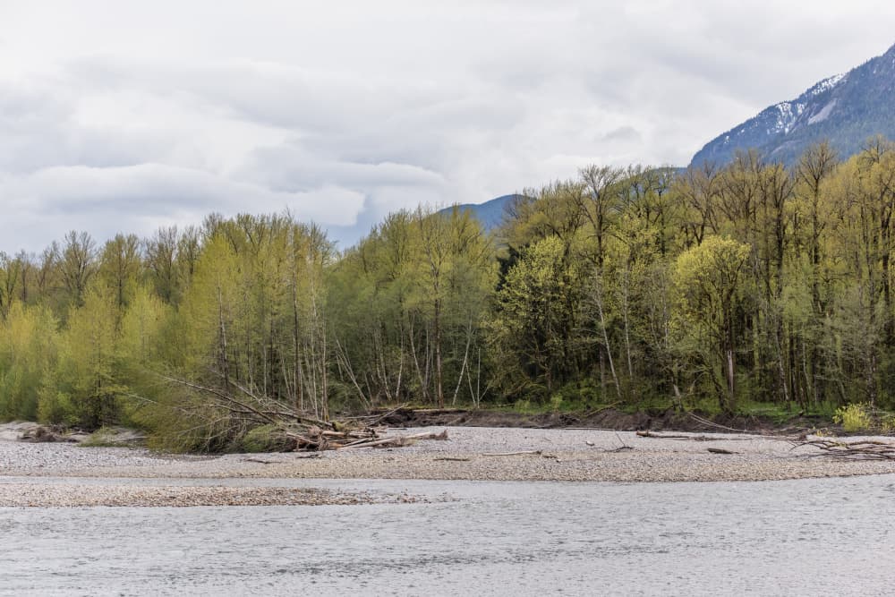 Spring Mountain River by Lynann Colligan — canvas wall art