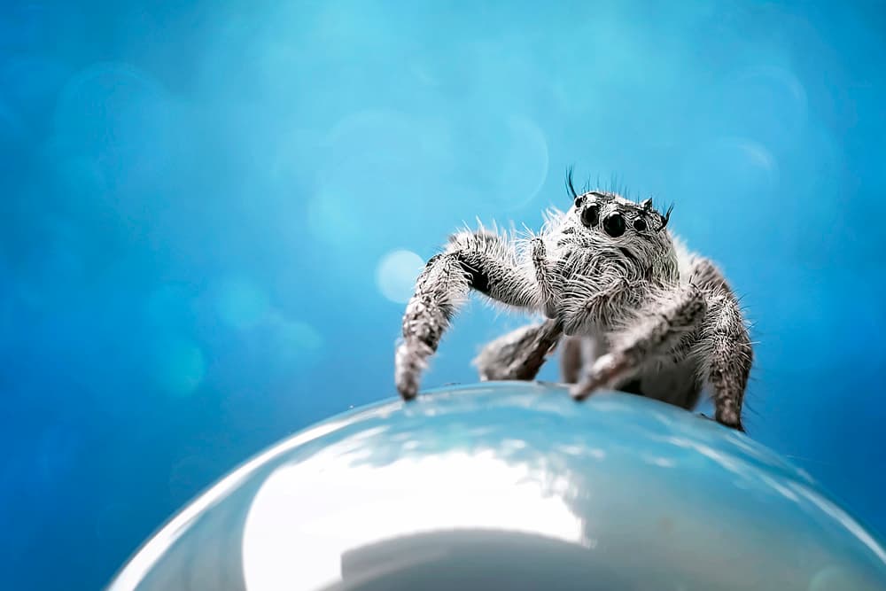 Cute Jumping Spider by Fauzan Maududdin — canvas wall art
