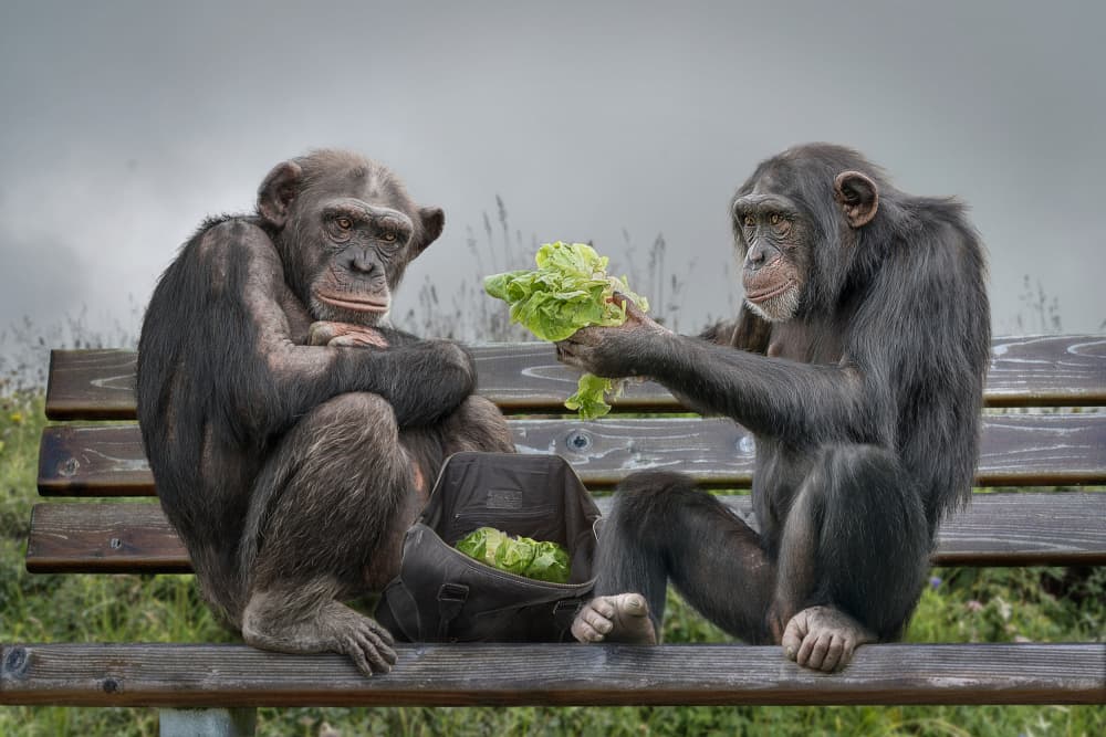 Chimps Share Lunch by Marcel Egger — canvas wall art