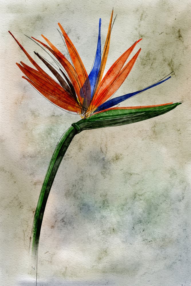 Watercolor Bird of Paradise by Ankie Kooi — canvas wall art