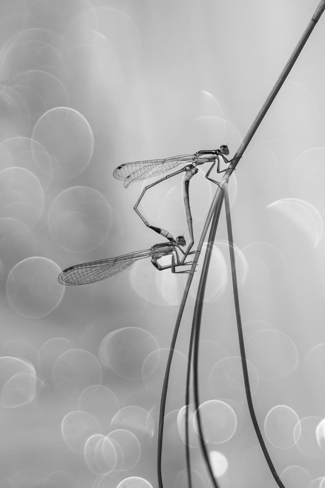 Damselflies in Love by Andi Halil — canvas wall art