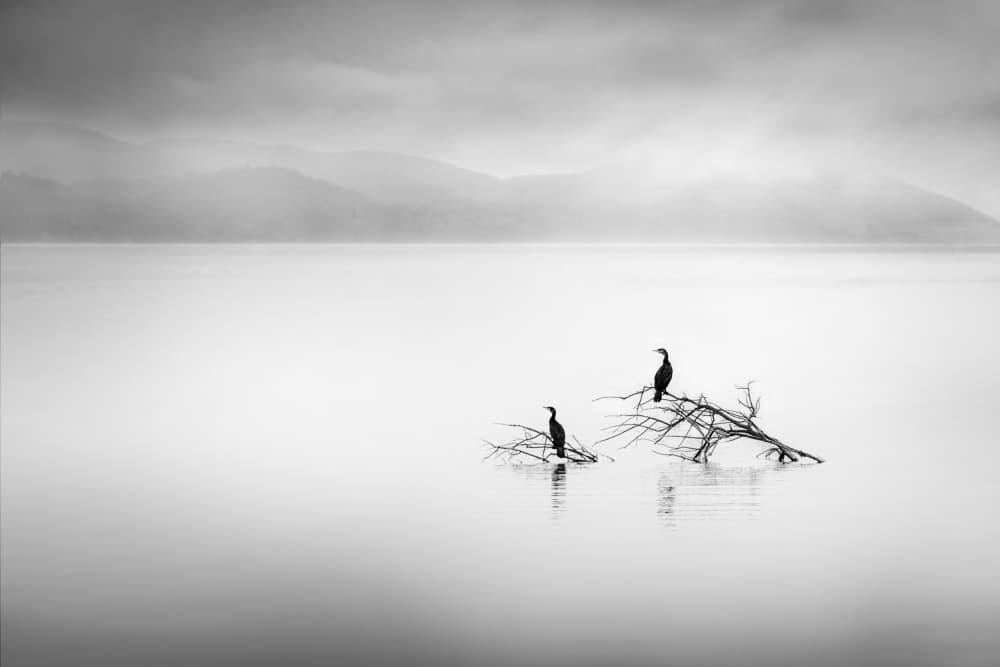 Misty Lake Birds by George Digalakis — canvas wall art