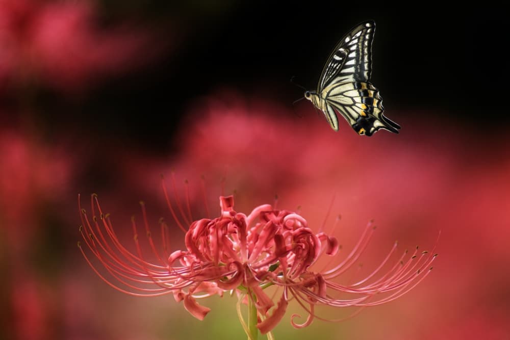 Butterfly Above Red Lily by Takashi Suzuki — canvas wall art