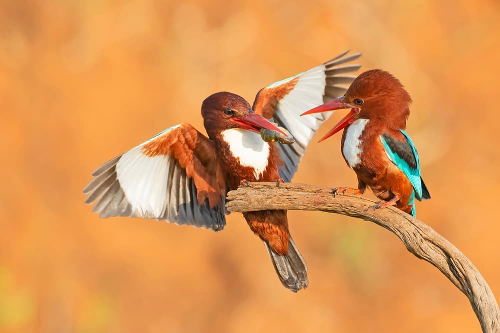 Kingfishers Sharing a Catch by Shlomo Waldmann — canvas wall art