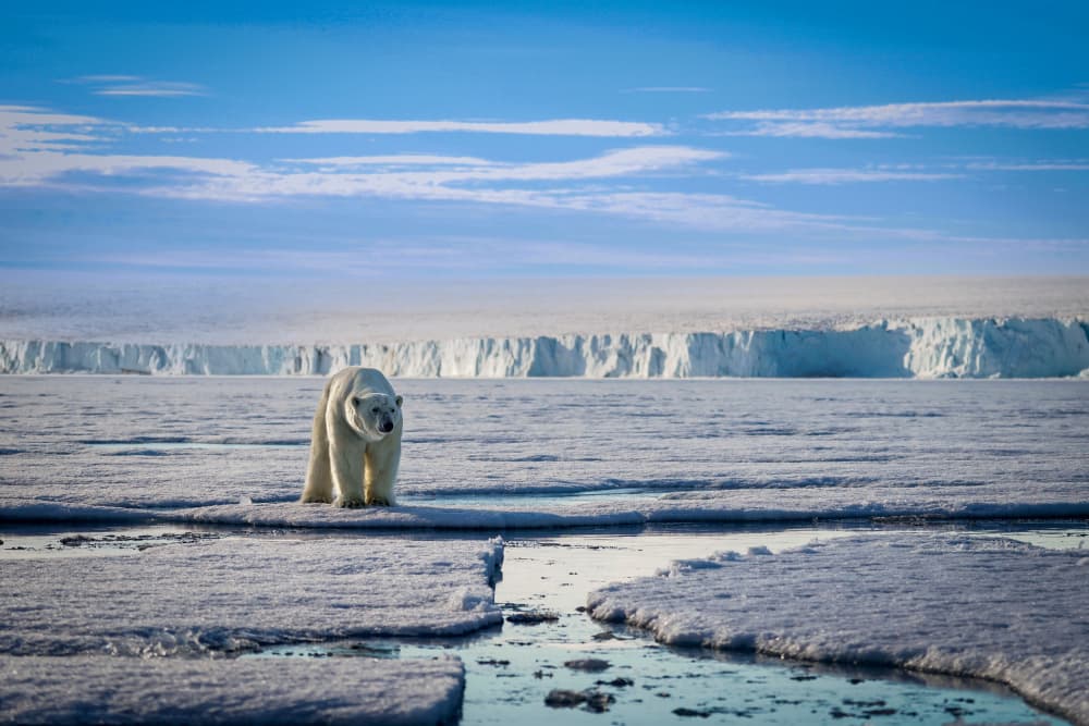 Polar Bear On Arctic Ice by Shobhit Chawla — canvas wall art