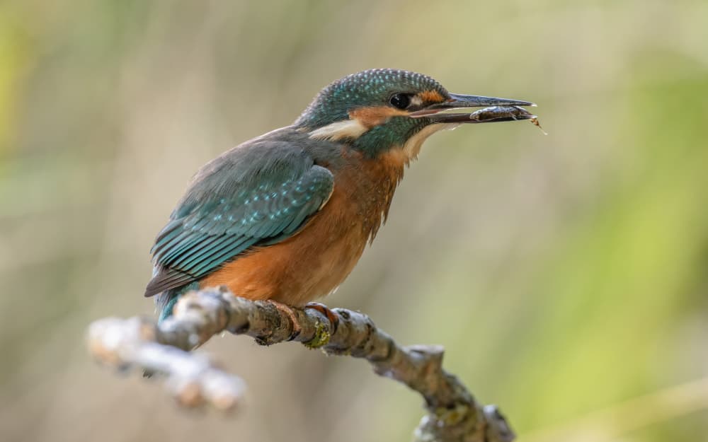Kingfisher's Fresh Catch by Damian Stopczynski — canvas wall art