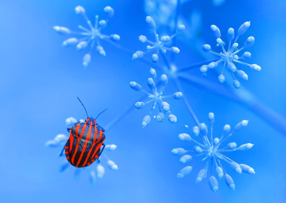 Red Bug Blue Bloom by Thierry Dufour — canvas wall art