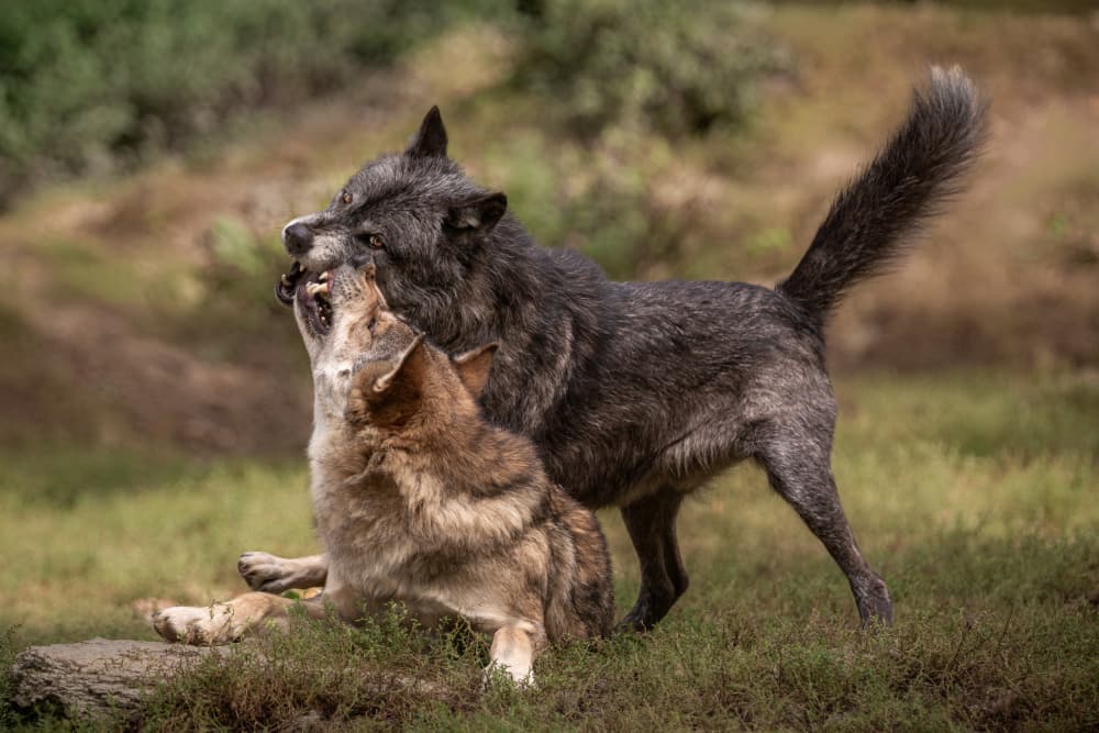 Dynamic Wolf Play by Sebastian Graf — canvas wall art