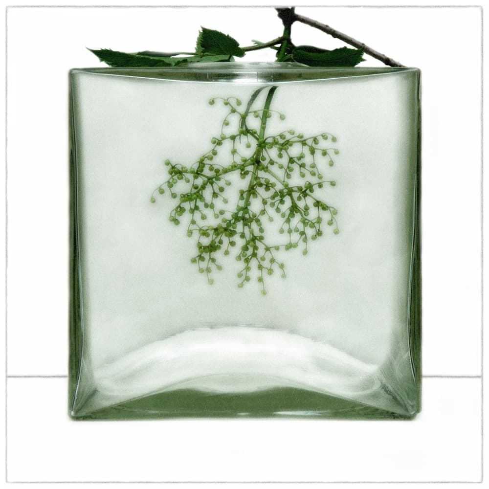 Green Plant in Glass Vase by Huib Limberg — canvas wall art