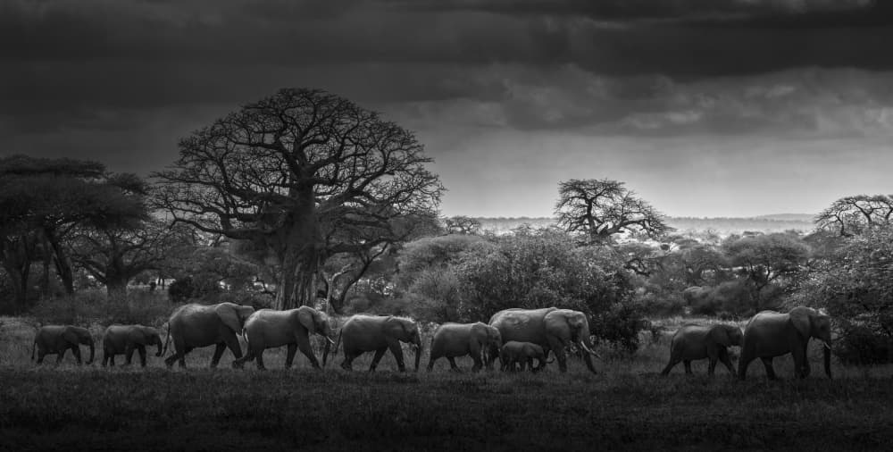African Elephant Journey by Bing Li — canvas wall art