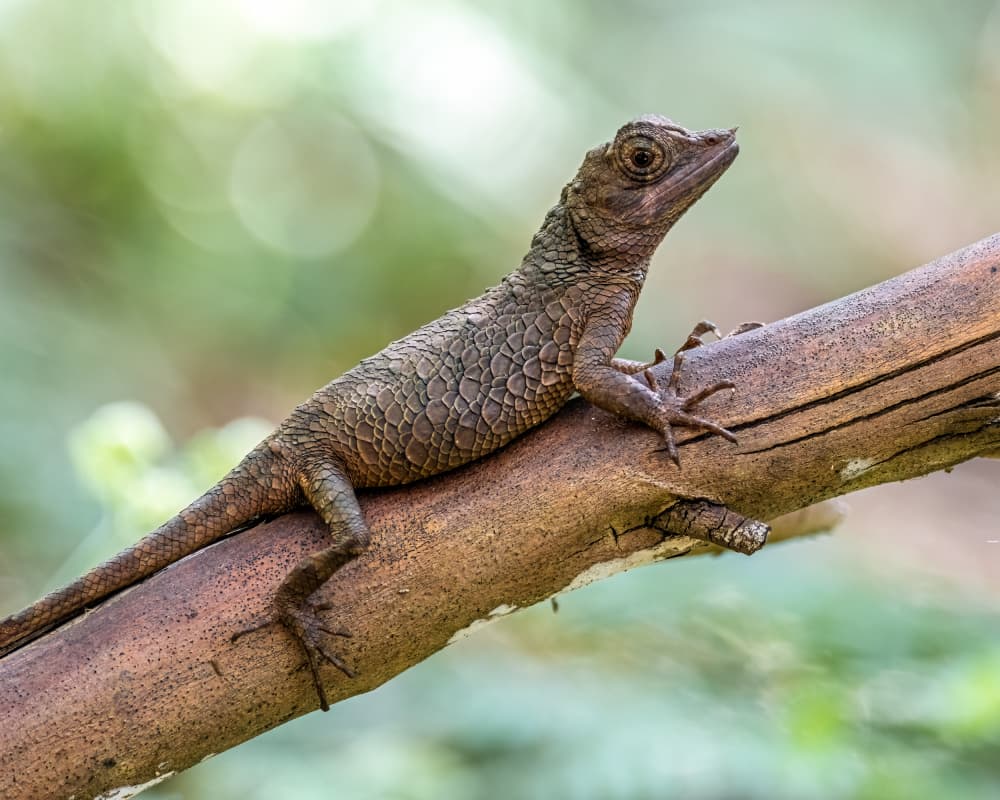 Alert Forest Lizard by Henk Goossens — canvas wall art