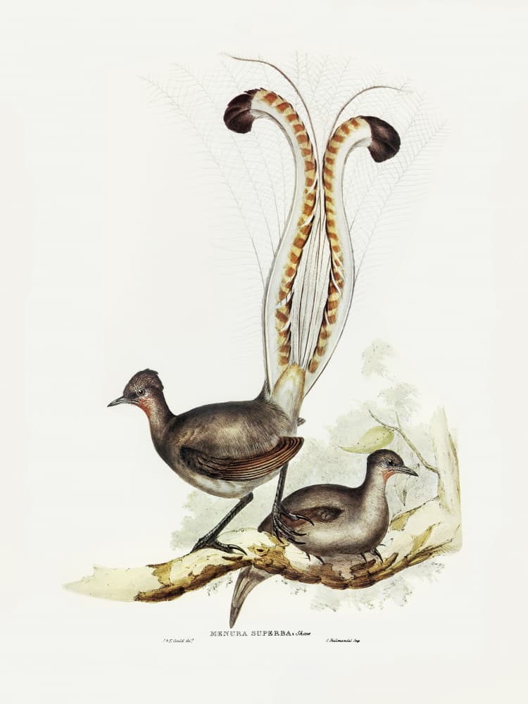 Lyre Bird by Elizabeth and John Gould — canvas wall art
