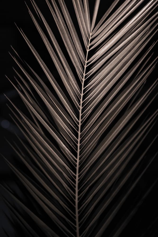 Elegant Palm Frond by Mareike Böhmer — canvas wall art