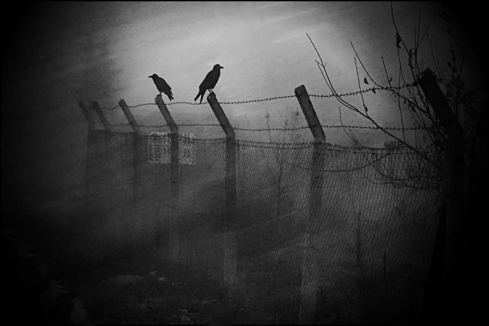 Crows On Barbed Wire by Cicek Kiral — canvas wall art