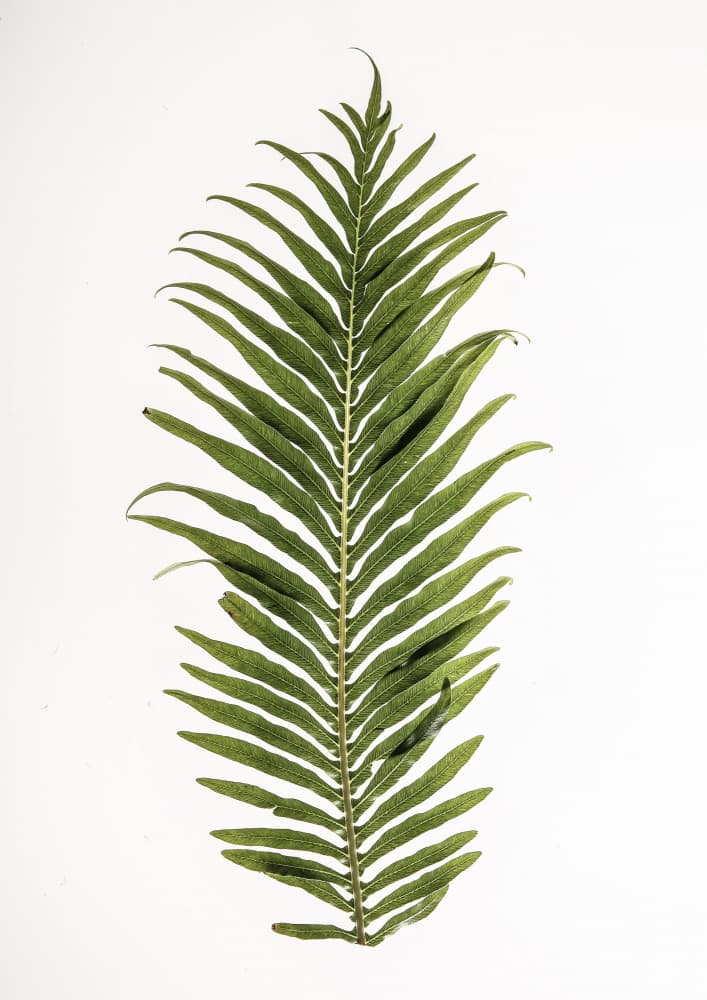Fern Elegance by Shot by Clint — canvas wall art