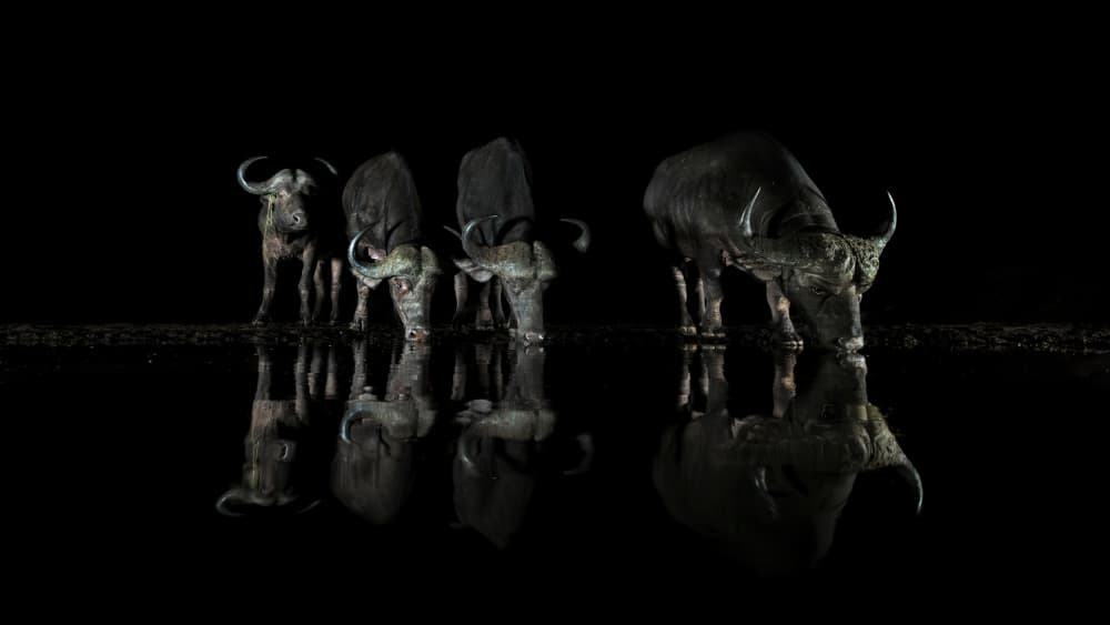 Buffalo Night Reflections by Jun Zuo — canvas wall art
