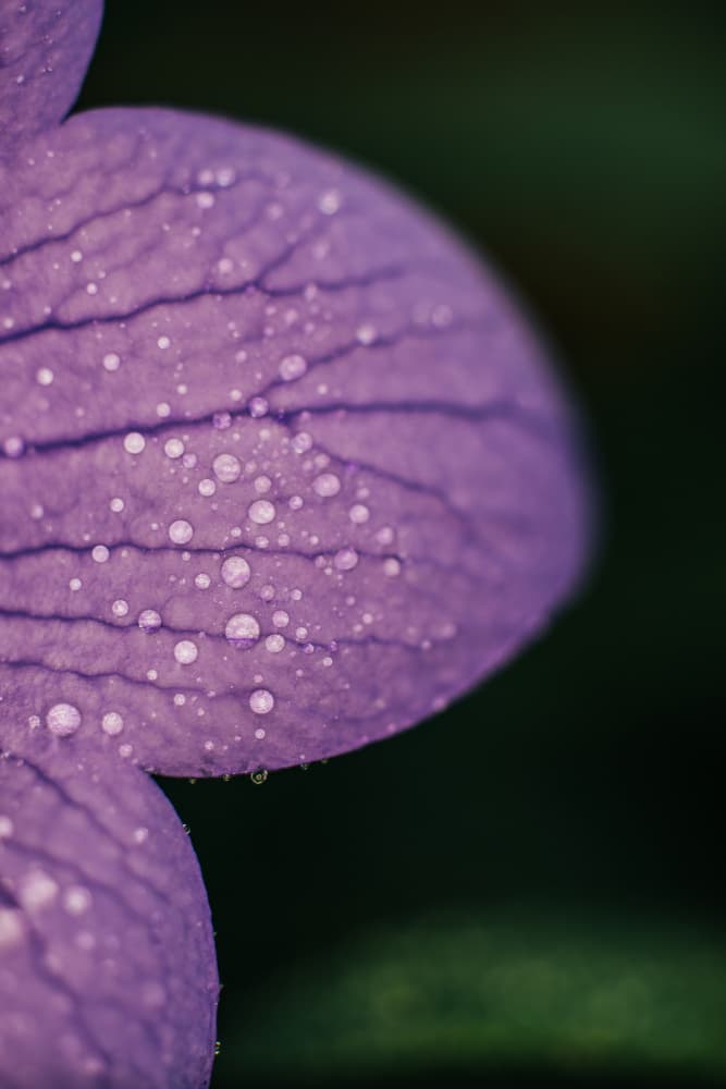 Purple Flower Drops by Javier Pardina — canvas wall art