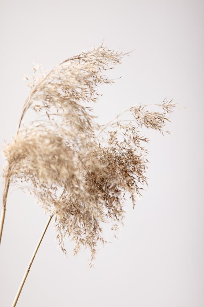 Feathery Pampas Grass by Pictufy Studio III — canvas wall art