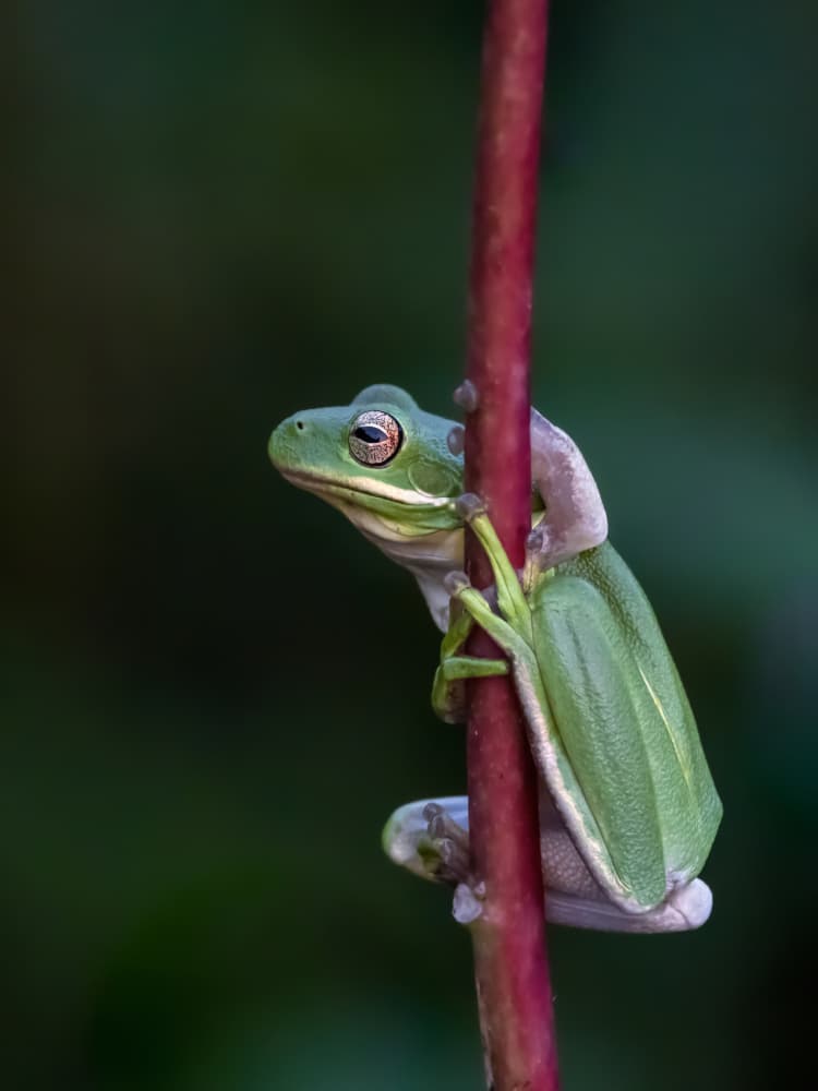 Green Tree Frog Perched by Xiaohong Zhang — canvas wall art