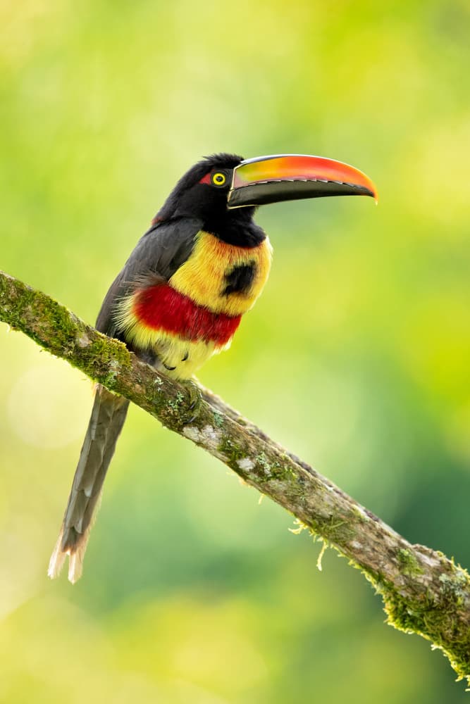 Vibrant Tropical Toucan by Milan Zygmunt — canvas wall art