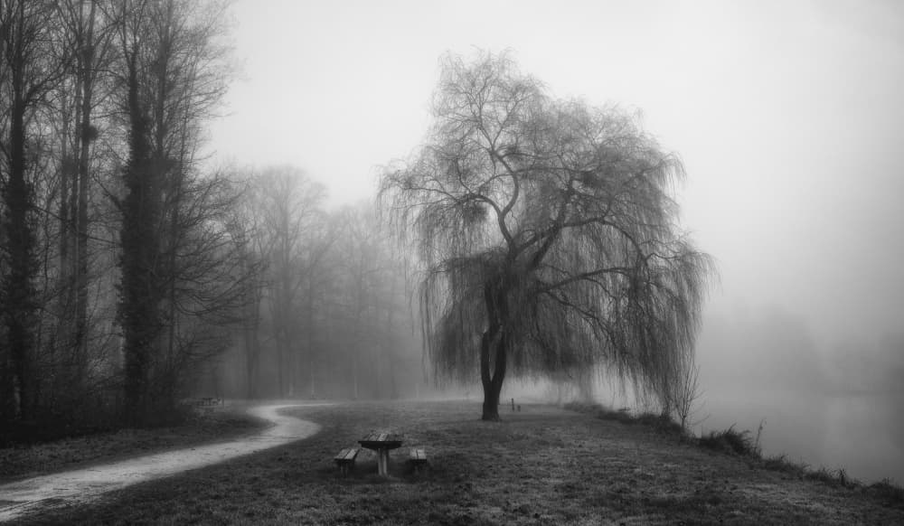 Misty Weeping Willow by Anne Berger — canvas wall art