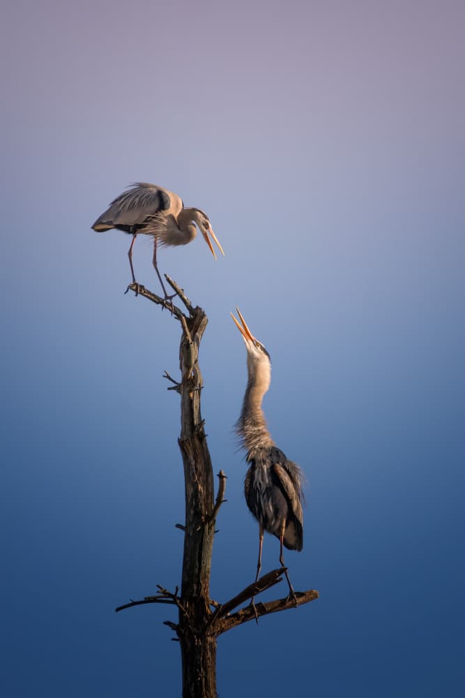 Blue Herons Calling Sky by Ti Wang — canvas wall art