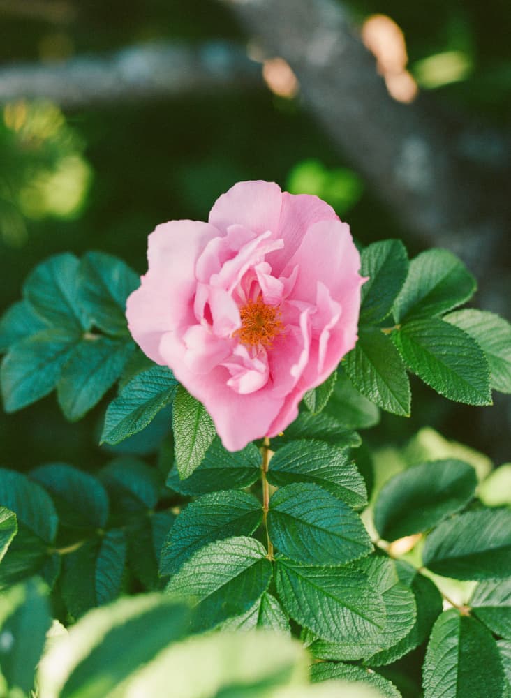 Vibrant Pink Rose by Bethany Young — canvas wall art