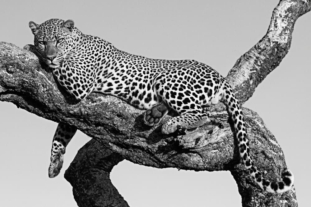 Spotted Leopard Resting by Emma Allen-Rowlandson — canvas wall art