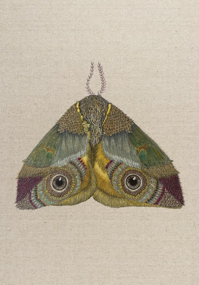 Intricate Moth Eyespots by ZAM.ROD — canvas wall art
