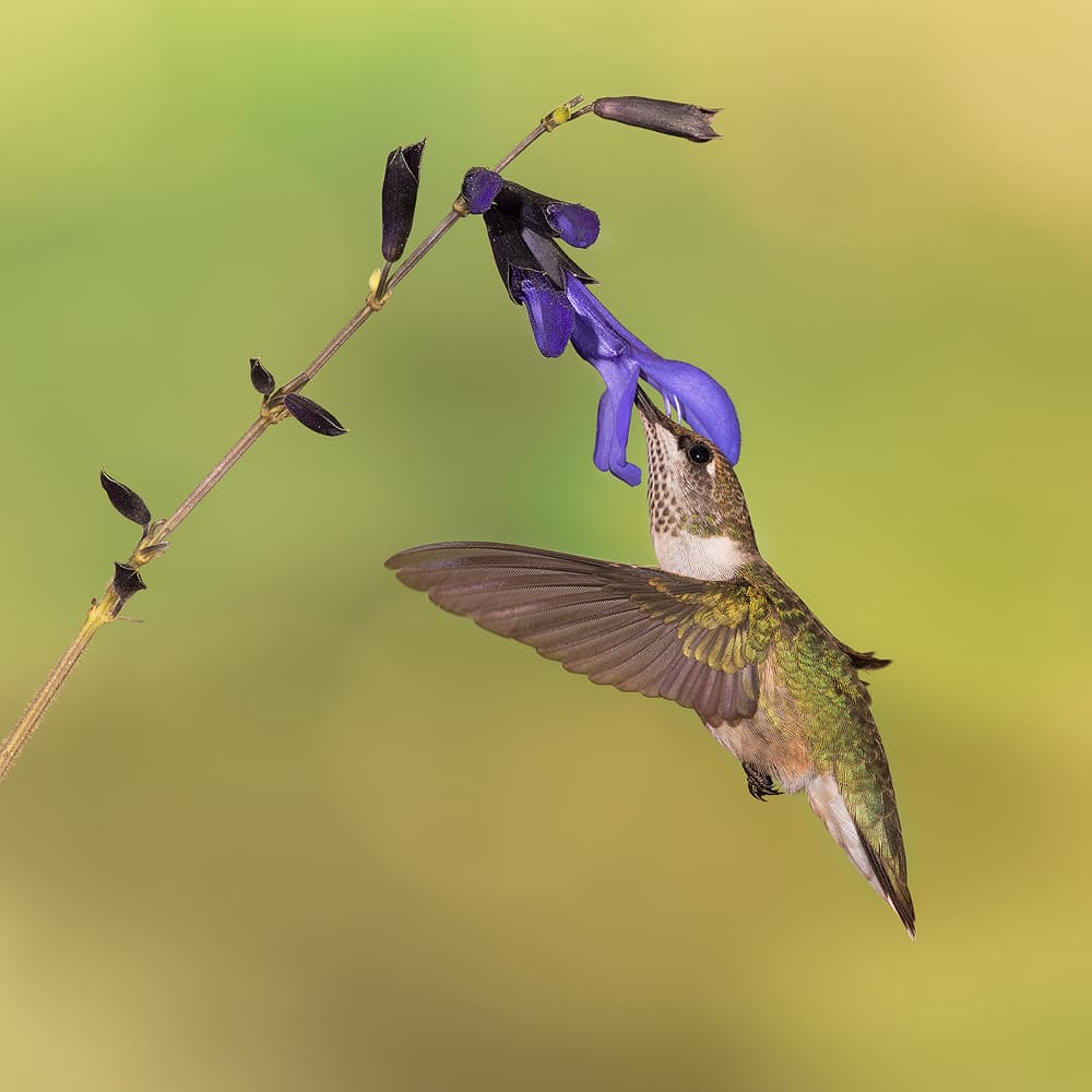 Hummingbird Nectar Feast by Dani BS. — canvas wall art