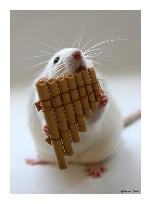 Whimsical Rat Musician by Ellen van Deelen — canvas wall art