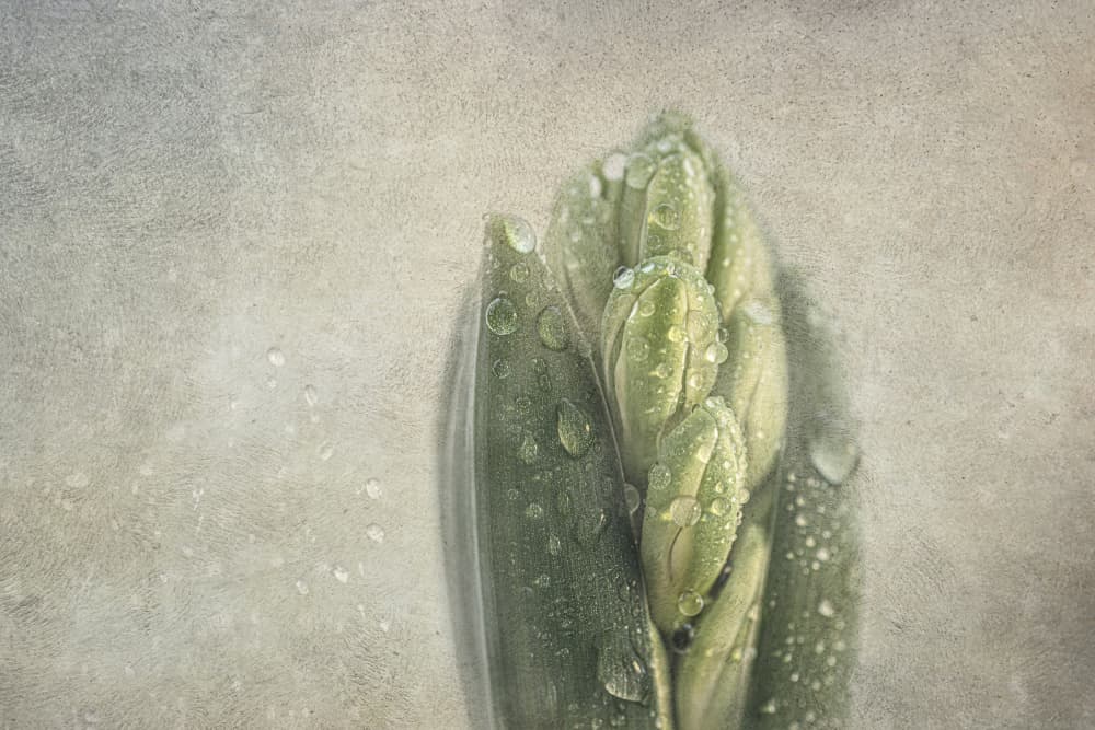 Hyacinth by Marie-anne Stas — canvas wall art