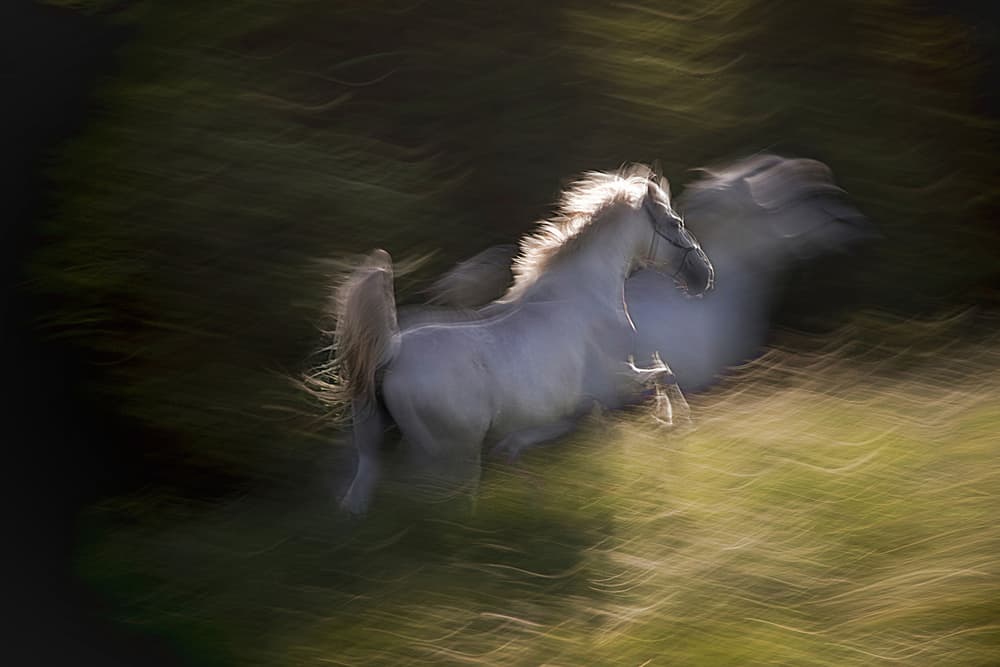 Running White Horse by Milan Malovrh — canvas wall art