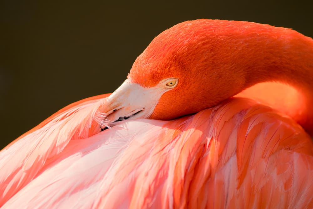 Vibrant Pink Flamingo by John Fan — canvas wall art