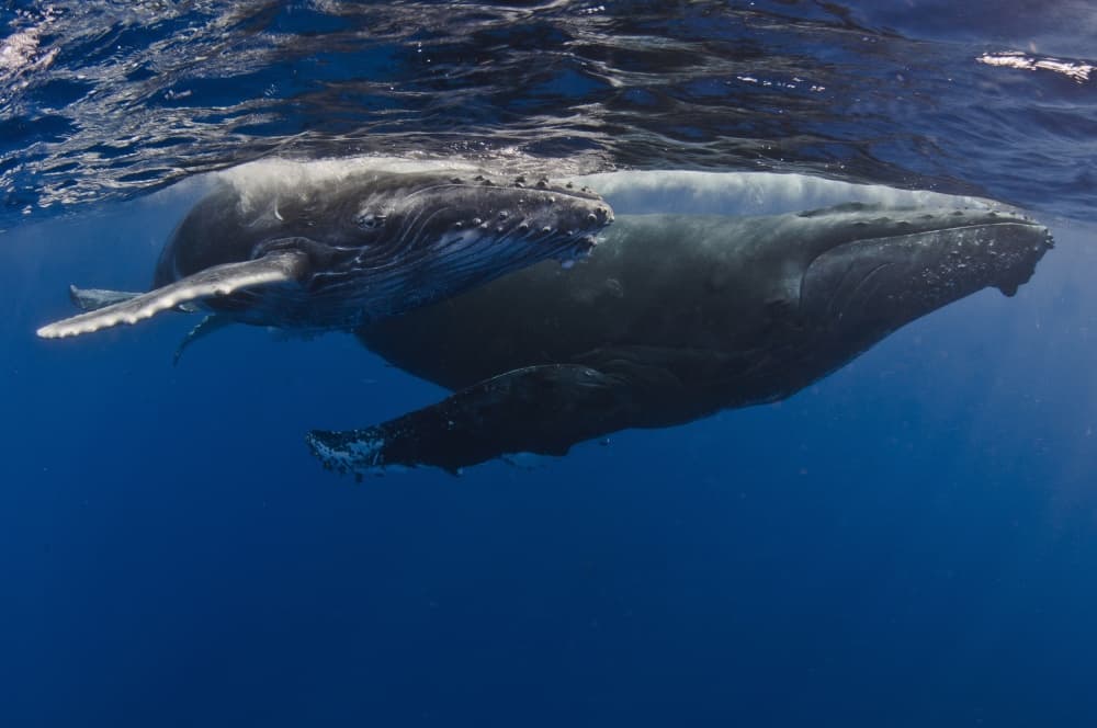 Underwater Whale Family by Cédric Péneau — canvas wall art
