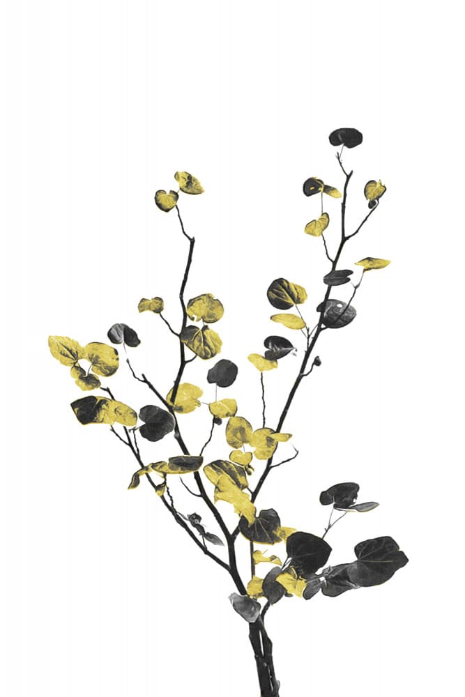 Golden Black Leaves by amini54 — canvas wall art