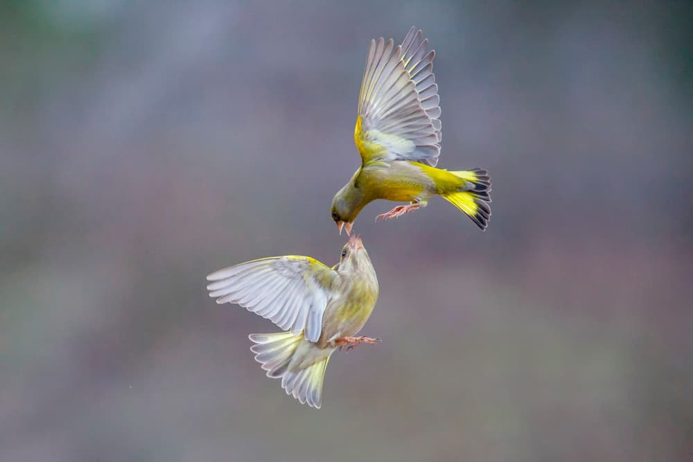 Greenfinch Mid-Air Feeding by Marco Redaelli — canvas wall art