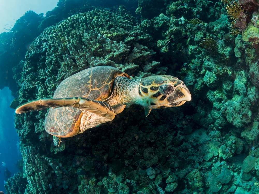 Graceful Reef Turtle by Ilan Ben Tov — canvas wall art