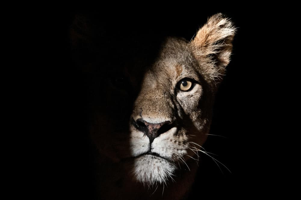 Shadowed Lion Gaze by Emma Allen-Rowlandson — canvas wall art