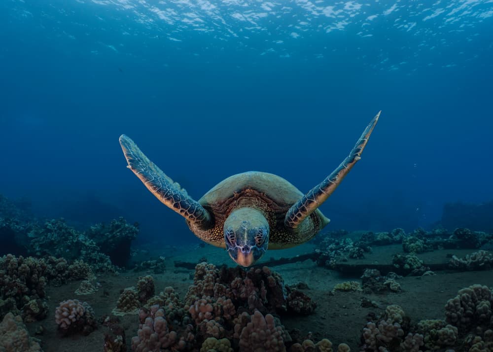 Underwater Green Turtle by Jennifer Lu — canvas wall art
