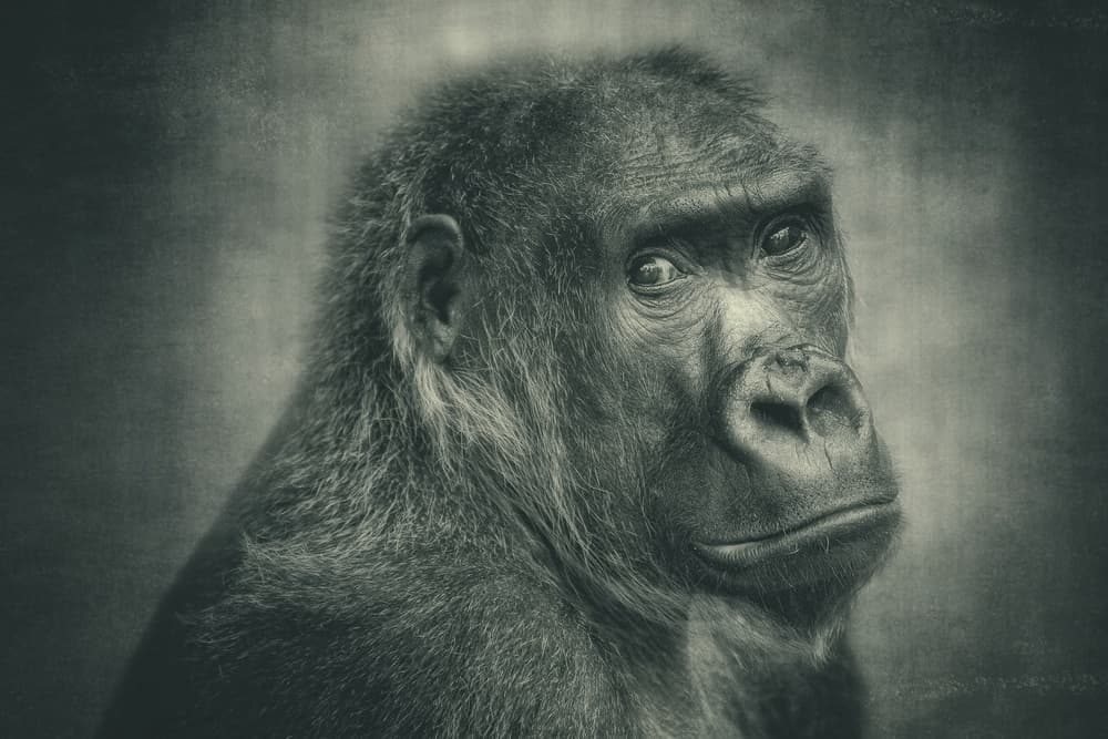 Wise Gorilla Portrait by Antje Wenner-Braun — canvas wall art
