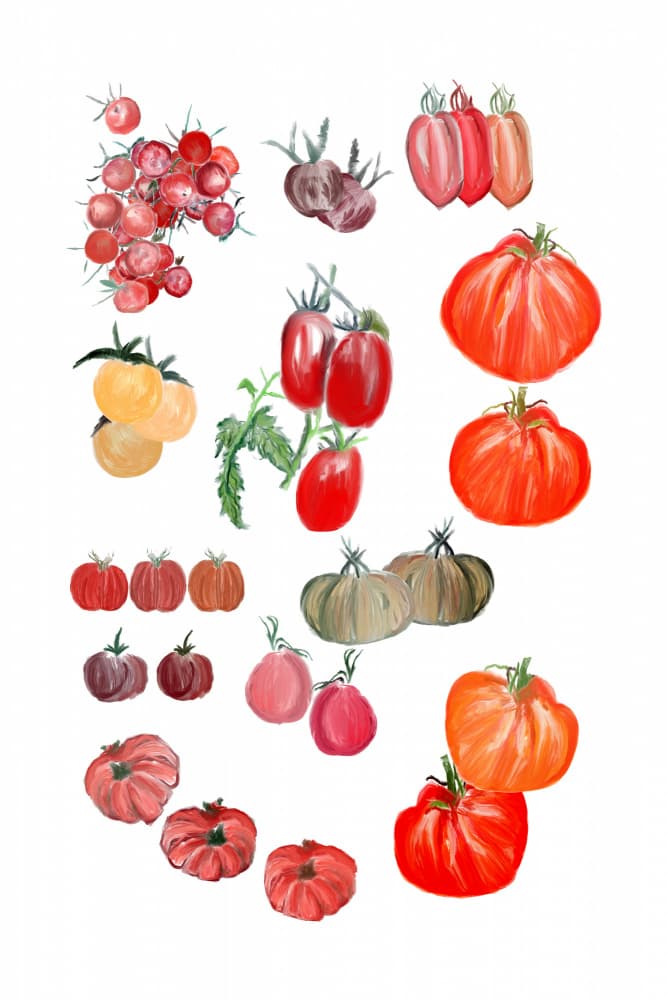 Vibrant Tomato Collection by casa cartissi — canvas wall art